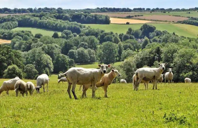 sheep grazing in a lush green agricultural landscape